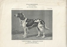 Stampa antica CANE di razza SETTER SCOZZESE FEMMINA 1907 Antique print dogs