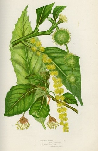 Stampa botanica antica 1899 - stampa,