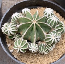 Pianta rara 9,5 cm Caci Living