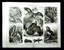 1894 OLD PRINT:UCCELLI RAPACI