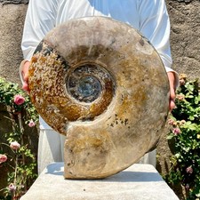 11,9 libbre raro esemplare fossile di conchiglia naturale lucida naturale del Madagascar