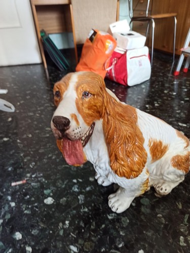 Cocker spaniel inglese - cocker,