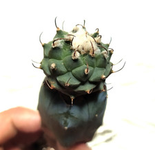 33. Turbinicarpus klinkerianus huizache 1,5 x 2,5 cm, innestato, Geohintonia, cactus