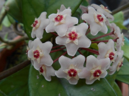 Hoya carnosa fiore cera - fiore, di