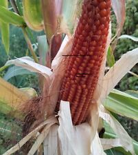 100 Semi mais PIGNOLETTO ROSSO  antico piemontese  Zea mays  semi 2024?