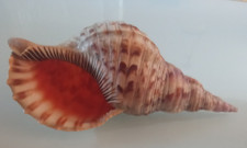 TRITON   SHELL    32 cm