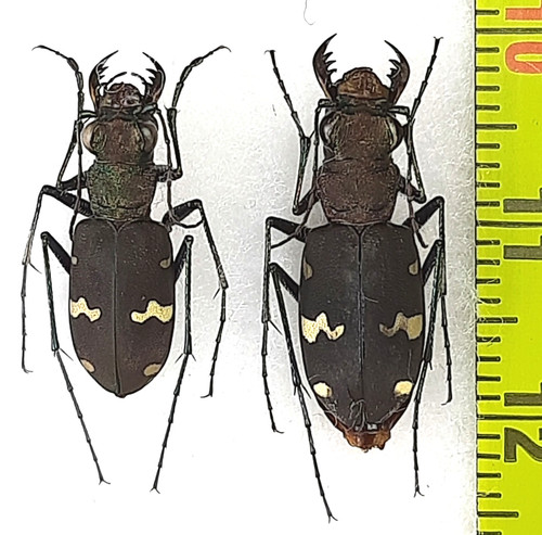 Carabidae cicindela - carabidae,,