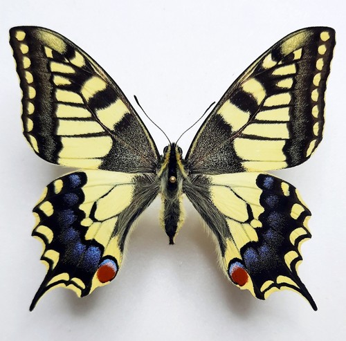 Papilio machaon grecia - machaon,