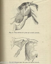 AGRARIA_VETERINARIA_ZOOTECNIA_MARCHINI_FARMACOLOGIA_SANITARIA_IGIENE_GIURIDICA