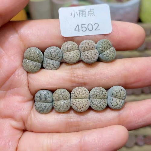 Pezzi lithops v - pezzi, cm