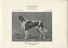 Stampa antica CANE razza SETTER SCOZZESE FEMMINA 1909 Antique print dogs