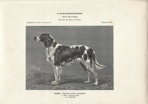Stampa antica cane razza - stampa,