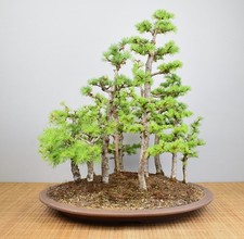Bonsai esterno foresta - bonsai, esterno,