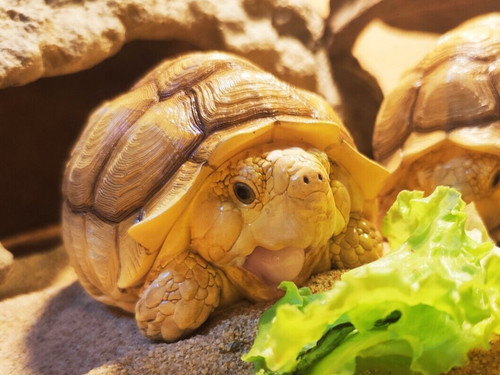 Animal heavenly body tortoise - animal,