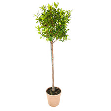 Pianta Albero di CORBEZZOLO ad