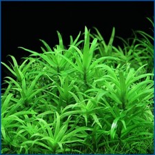 pianta piante vere vive da per