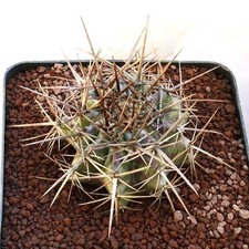 Echinocactus ingens 16cm
