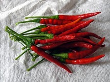 Chili arbol polvere - arbol,