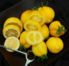POMODORO ALBERO DI LIMONE - ALBERO DI POMODORO GIALLO, 25 semi + OMAGGIO