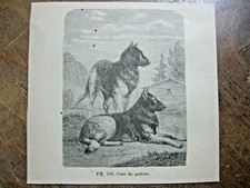 stampa antica RAZZA CANE DA PASTORE CANI  - 1888