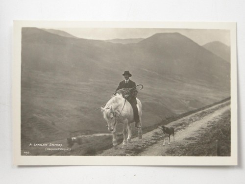 Lakeland shepherd white horse - lakeland,
