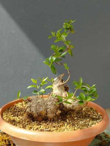 Bonsai olivastro 25x20cm - olivastro, in