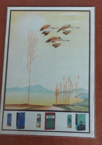 Cartolina sipe littoria - cartolina,