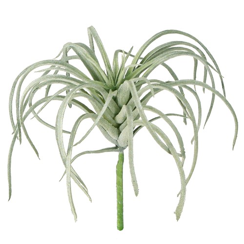 Tillandsia piante grasse