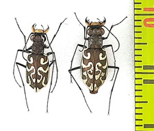Carabidae, Cicindela