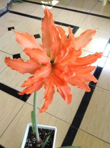 Hippeastrum puniceum var