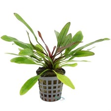 Echinodorus Red Devil