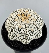 Astrophytum Asterias Super