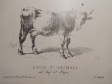 Grande litografia 800" MUCCA