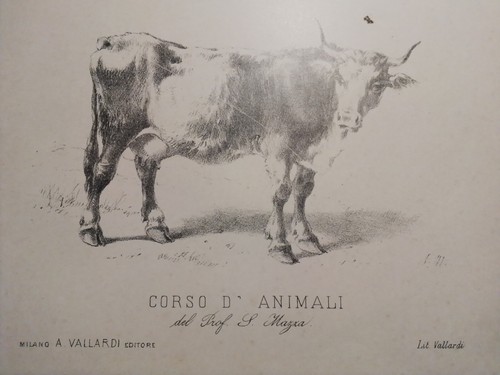 Grande litografia 800 - ", mucca