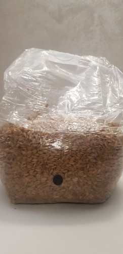 5kg grain spawn substrato - 1.5kg, spawn,