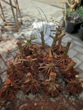 Bonsai di Premna microphilla