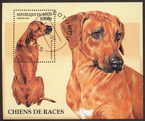 Rhodesian ridgeback dog - rhodesian,