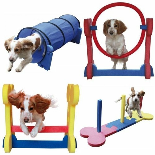 Addestramento agilità cane