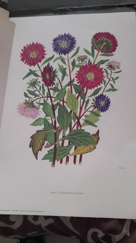 Stampe vintage fiori anni - anni, 60