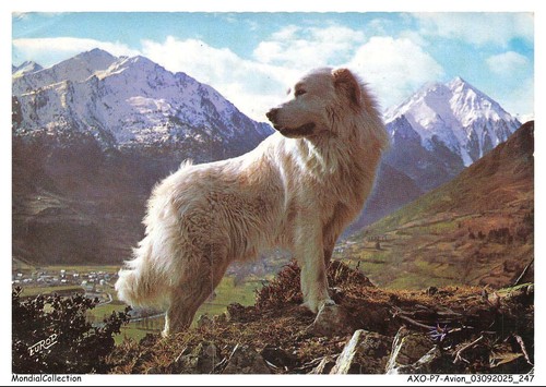 Axop7 0854 aereo cane dei - -,
