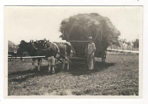 351 foto bauer agricoltore - foto,