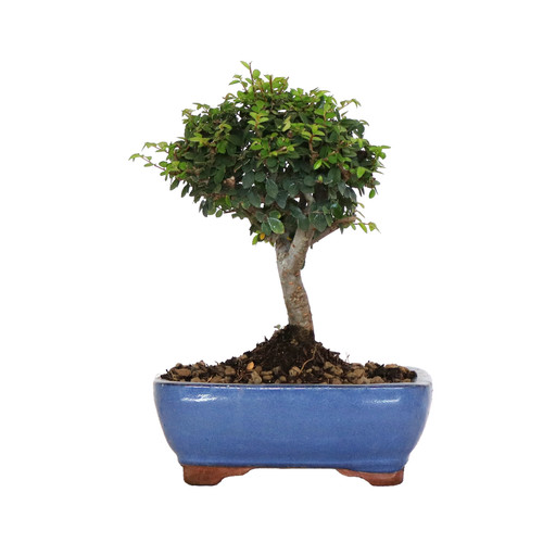Kentis bonsai di zelkova - -,