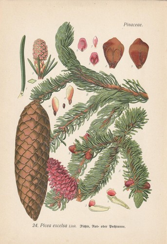 Abete rotfichte picea abies - abete,