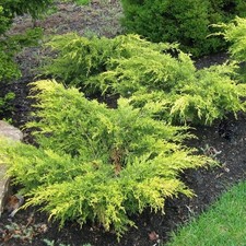 Ginepro tappezzante "Juniperus