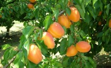 PIANTA DA FRUTTO ALBICOCCA L. ELENA IN  VASO CM 20 (foto reali)