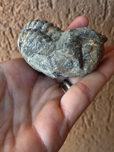 Fossili grande trilobite - *,