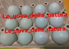 12x uova araucana collo oro , allevate in purezza