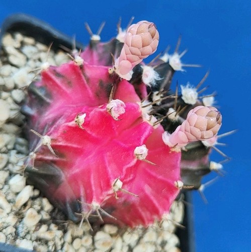 Gymnocalycium friedrichii - gymnocalycium,