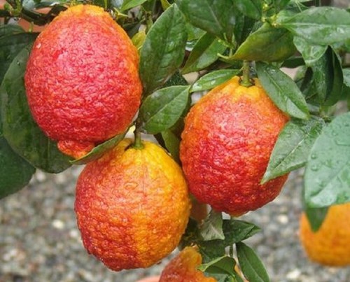 Limone rosso citrus - o,