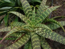 15 semi di Aloe lateritia